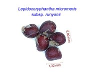 Lepidoryphantha macromeris v. runyonii.jpg